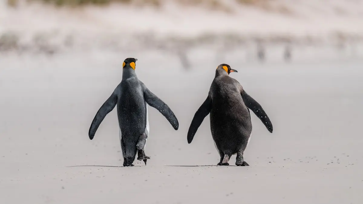 Luxury Yacht Charter and Rental in Antarctica