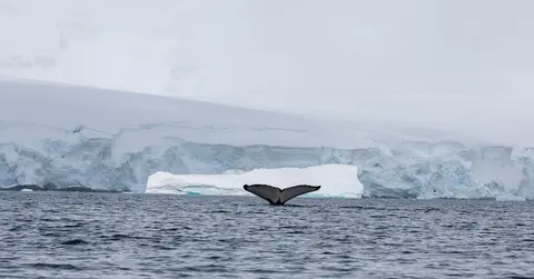 Luxury Yacht Charter and Rental in Antarctica, photograph 10