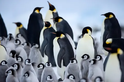 Luxury Yacht Charter and Rental in Antarctica, photograph 12