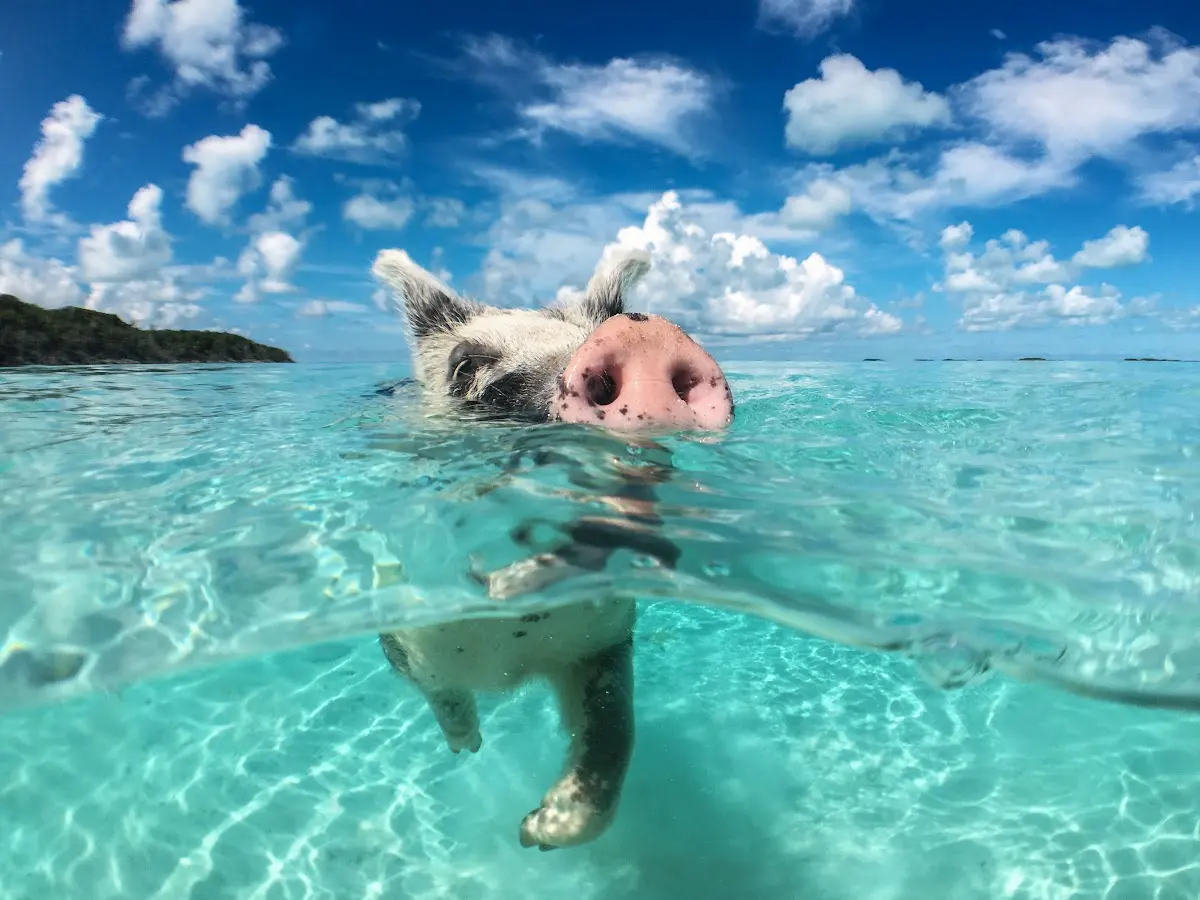 Luxury Yacht Charter and Rental in Bahamas