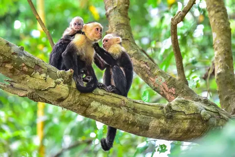 Luxury Yacht Charter and Rental in Costa Rica, photograph 4