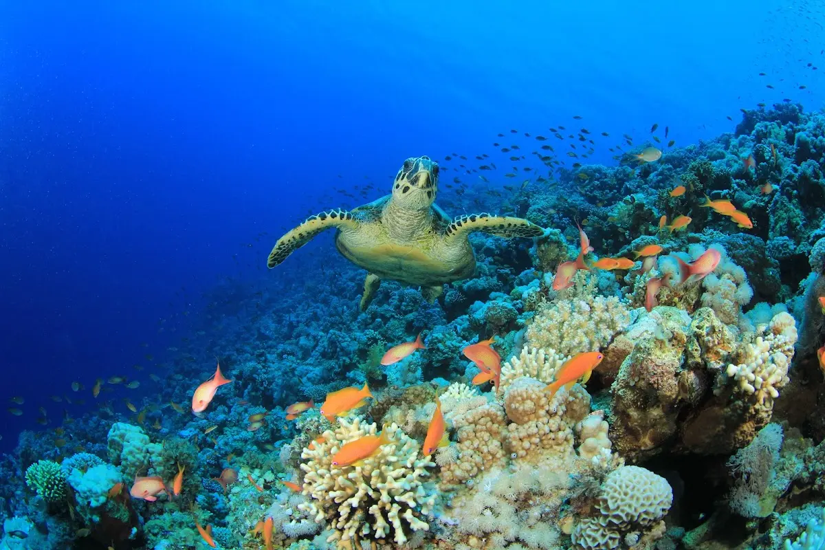 Luxury Yacht Charter and Rental in Egypt