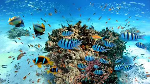 Luxury Yacht Charter and Rental in Egypt, photograph 8