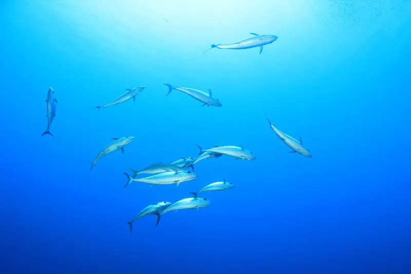Luxury Yacht Charter and Rental in Fiji