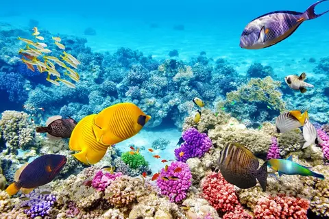 Luxury Yacht Charter and Rental in Fiji, photograph 3