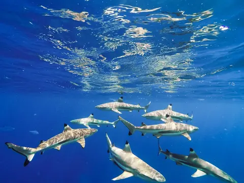 Luxury Yacht Charter and Rental in French Polynesia, photograph 10
