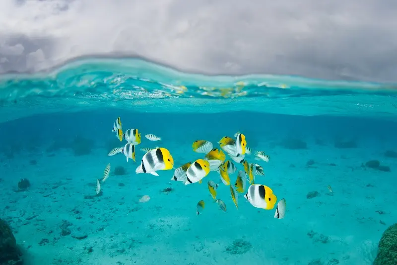 Luxury Yacht Charter and Rental in French Polynesia
