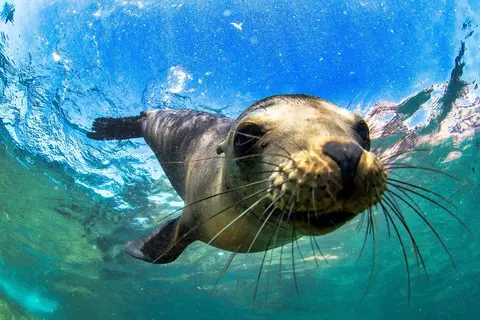 Luxury Yacht Charter and Rental in Galapagos, photograph 11