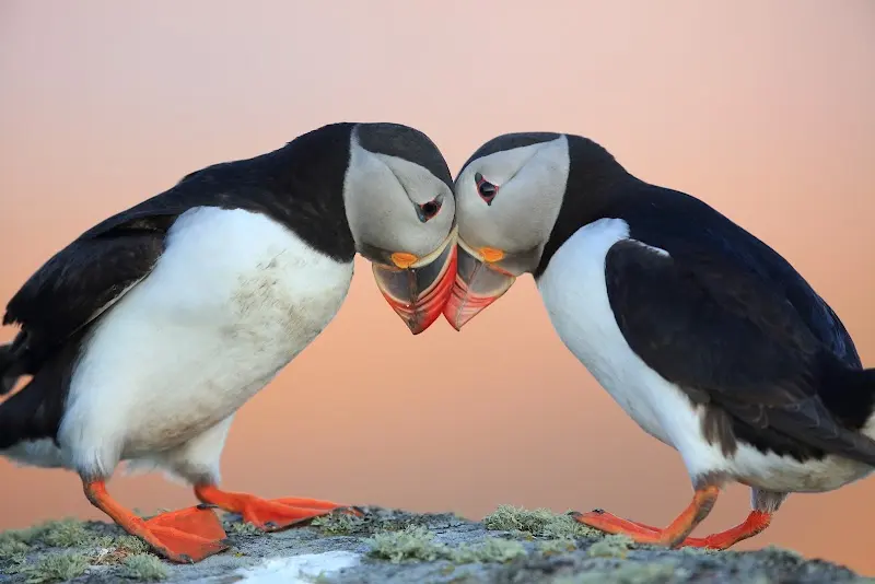Luxury Yacht Charter and Rental in Iceland