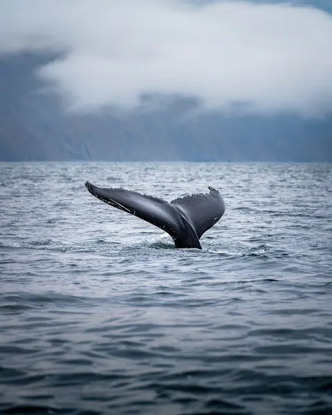 Luxury Yacht Charter and Rental in Iceland, photograph 9