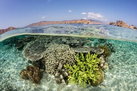 Luxury Yacht Charter and Rental in Komodo Island, photograph 3