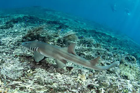 Luxury Yacht Charter and Rental in Komodo Island, photograph 9