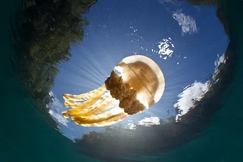Luxury Yacht Charter and Rental in Raja Ampat, photograph 2