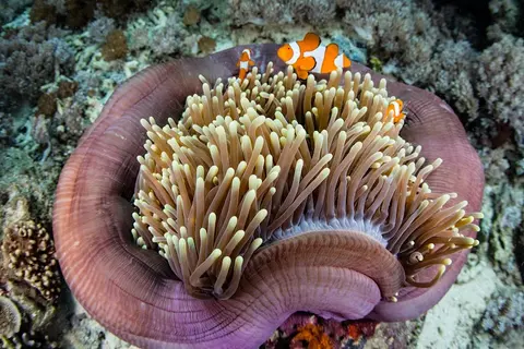 Luxury Yacht Charter and Rental in Raja Ampat, photograph 6