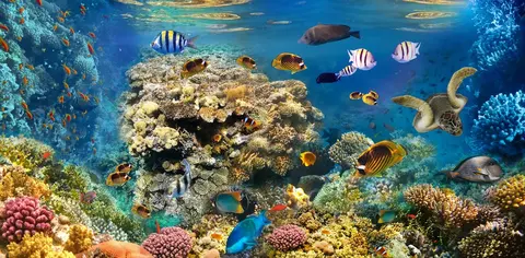 Luxury Yacht Charter and Rental in Saudi Arabia, photograph 12