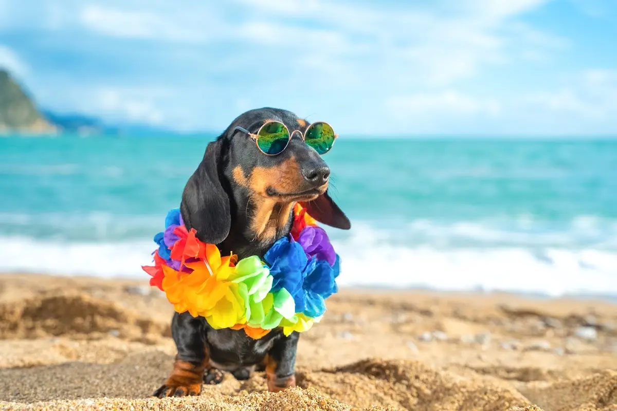 Pet-Friendly Yacht Charter