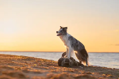 Pet-Friendly Charter, photograph 9