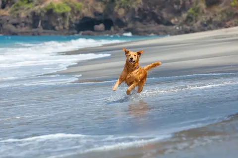 Pet-Friendly Charter, photograph 2