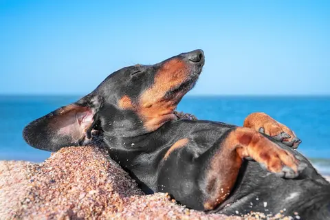 Pet-Friendly Charter, photograph 6