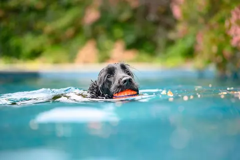 Pet-Friendly Charter, photograph 7