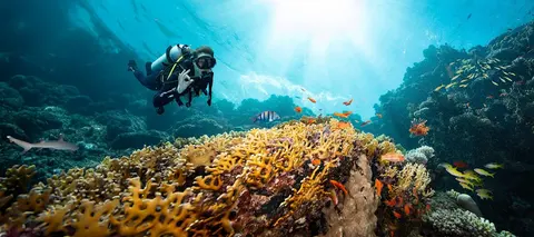 Scuba Diving Charter, photograph 13