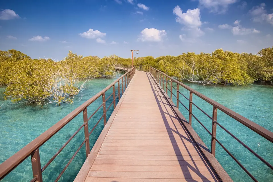 The Mangroves