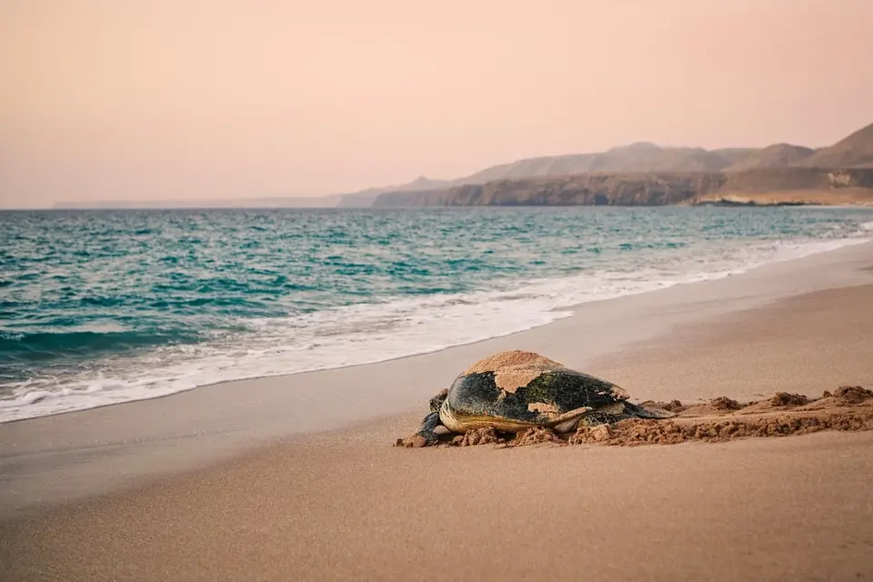 Ad Dimaniyat Islands
